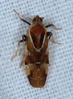 Juniperthia by (c) Don Loarie, some rights reserved (CC BY). Used under a CC-BY license.
