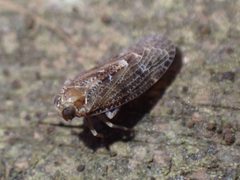Synecdoche nemoralis by (c) giantcicada, some rights reserved (CC BY), uploaded by giantcicada. Used under a CC-BY license.