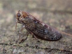 Synecdoche nemoralis by (c) giantcicada, some rights reserved (CC BY), uploaded by giantcicada. Used under a CC-BY license.