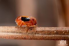 Bruchomorpha jocosa by no rights reserved, uploaded by Lyn Roueche. Used under a CC0 license.