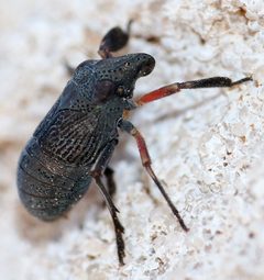 Fitchiella rufipes by (c) Catherine C. Galley, some rights reserved (CC BY), uploaded by Catherine C. Galley. Used under a CC-BY license.