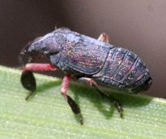 Fitchiella rufipes by (c) Catherine C. Galley, some rights reserved (CC BY), uploaded by Catherine C. Galley. Used under a CC-BY license.