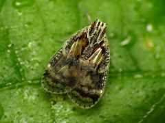 Bothriocerinae by (c) Katja Schulz, some rights reserved (CC BY). Used under a CC-BY license.