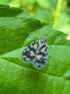 Bothriocera cognita by (c) Mark Richman, some rights reserved (CC BY), uploaded by Mark Richman. Used under a CC-BY license.