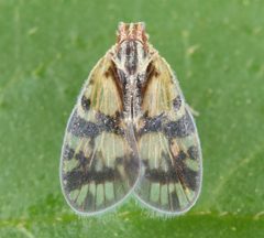 Bothriocera cognita by (c) Christina Butler, some rights reserved (CC BY). Used under a CC-BY license.