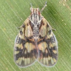 Bothriocera cognita by (c) skitterbug, some rights reserved (CC BY), uploaded by skitterbug. Used under a CC-BY license.