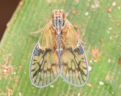 Bothriocera by (c) skitterbug, some rights reserved (CC BY), uploaded by skitterbug. Used under a CC-BY license.