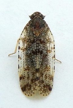 Cixius pini by (c) jimeckert49, some rights reserved (CC BY). Used under a CC-BY license.