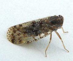 Cixius pini by (c) jimeckert49, some rights reserved (CC BY). Used under a CC-BY license.