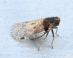 Cixius stigmatus by (c) jimeckert49, some rights reserved (CC BY). Used under a CC-BY license.