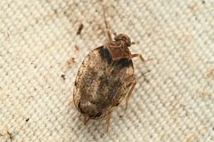 Stegocixius by (c) Trevor Van Loon, some rights reserved (CC BY), uploaded by Trevor Van Loon. Used under a CC-BY license.