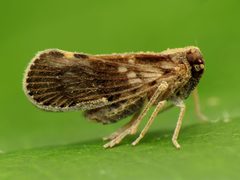 Cixiinae by (c) Katja Schulz, some rights reserved (CC BY). Used under a CC-BY license.