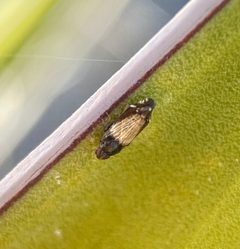 Haplaxius nevadensis by (c) Matt Berger, some rights reserved (CC BY), uploaded by Matt Berger. Used under a CC-BY license.