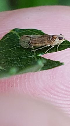 Haplaxius radicis by (c) Mark Richman, some rights reserved (CC BY), uploaded by Mark Richman. Used under a CC-BY license.