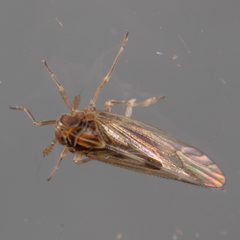 Chionomus pacificus by (c) Victor Engel, some rights reserved (CC BY), uploaded by Victor Engel. Used under a CC-BY license.