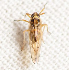 Chionomus pacificus by (c) Justin Williams, some rights reserved (CC BY), uploaded by Justin Williams. Used under a CC-BY license.