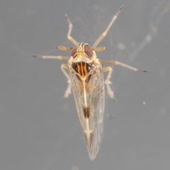 Chionomus pacificus by (c) Victor Engel, some rights reserved (CC BY), uploaded by Victor Engel. Used under a CC-BY license.