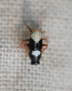 Laccocera flava by (c) Toby, some rights reserved (CC BY), uploaded by Toby. Used under a CC-BY license.