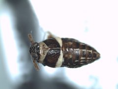 Pissonotus flabellatus by (c) Bennett Grappone, some rights reserved (CC BY), uploaded by Bennett Grappone. Used under a CC-BY license.