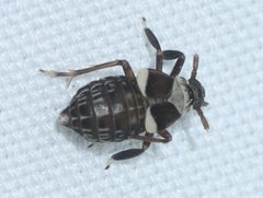 Pissonotus flabellatus by (c) Rich Sommer, some rights reserved (CC BY), uploaded by Rich Sommer. Used under a CC-BY license.