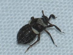 Pissonotus flabellatus by (c) Rich Sommer, some rights reserved (CC BY), uploaded by Rich Sommer. Used under a CC-BY license.