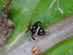 Pissonotus nitens by (c) Amber M. King, some rights reserved (CC BY), uploaded by Amber M. King. Used under a CC-BY license.