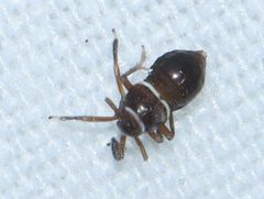 Pissonotus nitens by (c) Rich Sommer, some rights reserved (CC BY), uploaded by Rich Sommer. Used under a CC-BY license.