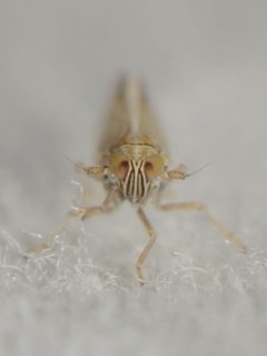 Prokelisia salina by (c) Elliott Gordon, some rights reserved (CC BY), uploaded by Elliott Gordon. Used under a CC-BY license.