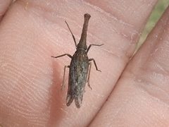 Rhabdocephala by (c) Sam Kieschnick, some rights reserved (CC BY), uploaded by Sam Kieschnick. Used under a CC-BY license.