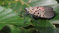 Lycorma by (c) Kim, Hyun-tae, some rights reserved (CC BY), uploaded by Kim, Hyun-tae. Used under a CC-BY license.