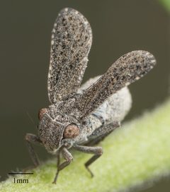 Dyctidea angustata by no rights reserved, uploaded by Jesse Rorabaugh. Used under a CC0 license.