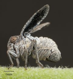 Dyctidea angustata by no rights reserved, uploaded by Jesse Rorabaugh. Used under a CC0 license.