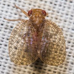 Neaethus jacintiensus by (c) Ken-ichi Ueda, some rights reserved (CC BY), uploaded by Ken-ichi Ueda. Used under a CC-BY license.