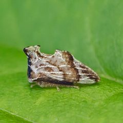 Entylia carinata by (c) Bill Keim, some rights reserved (CC BY). Used under a CC-BY license.