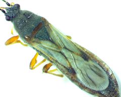 Ischnodemus brunnipennis by no rights reserved, uploaded by Ken Kneidel. Used under a CC0 license.