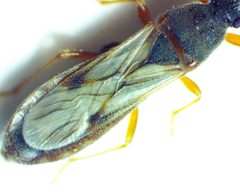 Ischnodemus brunnipennis by no rights reserved, uploaded by Ken Kneidel. Used under a CC0 license.