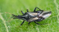 Anthocoridae by no rights reserved, uploaded by Jesse Rorabaugh. Used under a CC0 license.