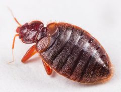 Cimicinae by (c) portioid, some rights reserved (CC BY), uploaded by portioid. Used under a CC-BY license.