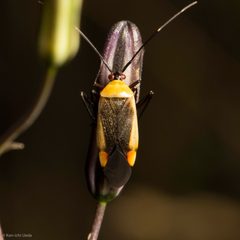 Adelphocoris rapidus by (c) Ken-ichi Ueda, some rights reserved (CC BY), uploaded by Ken-ichi Ueda. Used under a CC-BY license.