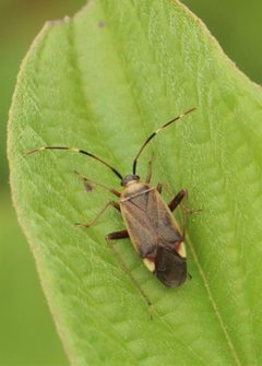 Adelphocoris rapidus by (c) Barry Cottam, some rights reserved (CC BY), uploaded by Barry Cottam. Used under a CC-BY license.
