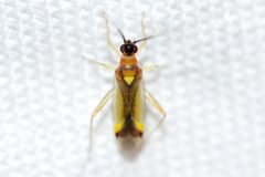Campyloneura virgula by (c) Owen Strickland, some rights reserved (CC BY), uploaded by Owen Strickland. Used under a CC-BY license.