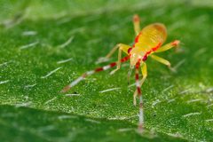 Campyloneura virgula by (c) Philippe  Garcelon, some rights reserved (CC BY). Used under a CC-BY license.