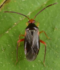 Ceratocapsus nigellus by (c) skitterbug, some rights reserved (CC BY), uploaded by skitterbug. Used under a CC-BY license.