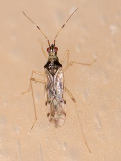 Dicyphus hesperus by no rights reserved, uploaded by Jesse Rorabaugh. Used under a CC0 license.