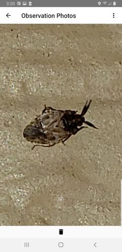 Diphleps unica by (c) Mark Richman, some rights reserved (CC BY), uploaded by Mark Richman. Used under a CC-BY license.
