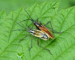Leptopterna dolabrata by (c) gailhampshire, some rights reserved (CC BY). Used under a CC-BY license.