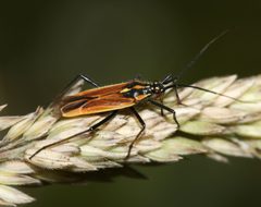 Leptopterna dolabrata by (c) S. Rae, some rights reserved (CC BY). Used under a CC-BY license.