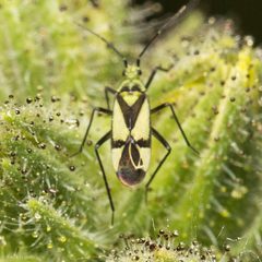 Macrotylus essigi by (c) Ken-ichi Ueda, some rights reserved (CC BY), uploaded by Ken-ichi Ueda. Used under a CC-BY license.