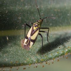 Macrotylus essigi by (c) Ken-ichi Ueda, some rights reserved (CC BY), uploaded by Ken-ichi Ueda. Used under a CC-BY license.