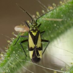 Macrotylus essigi by (c) Ken-ichi Ueda, some rights reserved (CC BY), uploaded by Ken-ichi Ueda. Used under a CC-BY license.